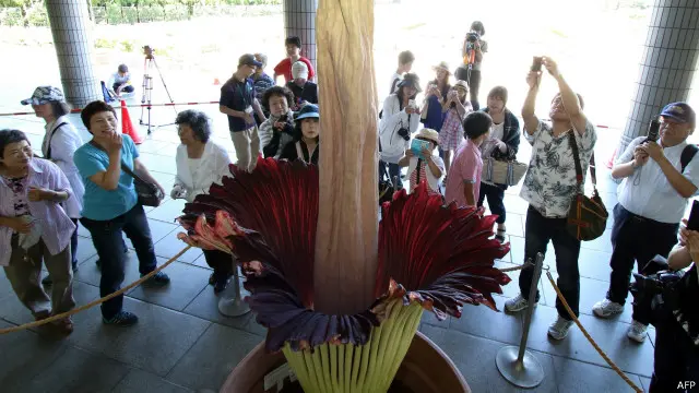 قدرتی حیات کے تحفظ کی بین الاقوامی یونین نے اس پھول کے پودے کو ’غیر محفوظ‘ قرار دیا ہوا ہے