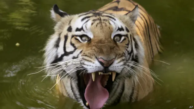 royal bengal tiger