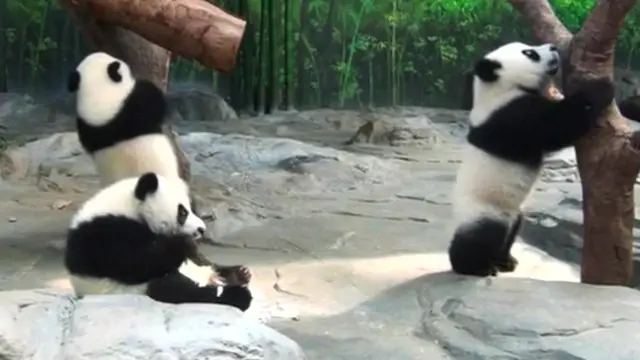 پانڈہ اپنے ہم جسم دیگر ممالیہ جانوروں کے مقابلے میں 38 فیصد توانائی صرف کرتے ہیں۔