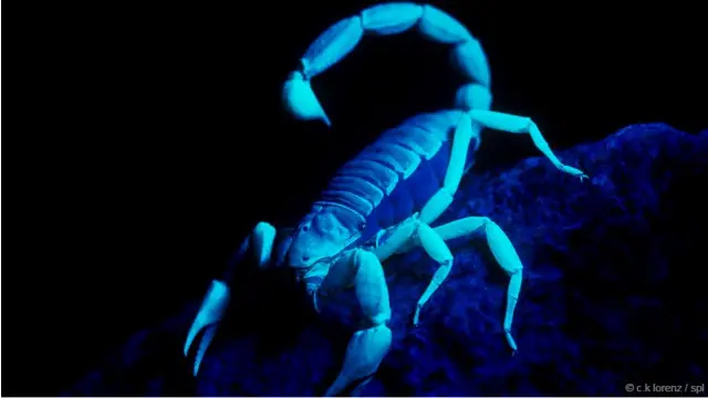 Kalajengking raksasa berbulu