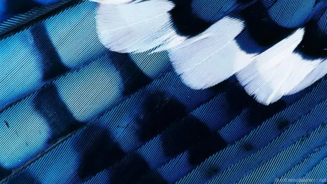 Bulu burung blue jay