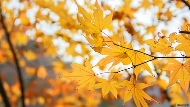 Ця пора року у англійців зветься autumn, а в американців – fall