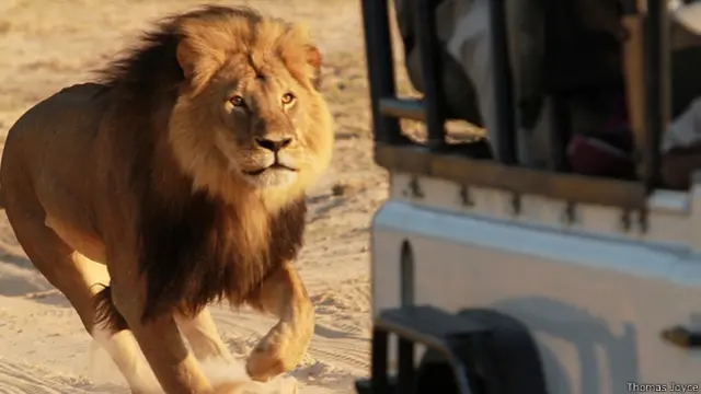 والٹر کے مطابق انھیں شیر کا شکار کرنے کے بعد ہی پتا چلا کہ جس جانور کو انھوں نے ہلاک کیا ہے وہ ’سیسل‘ تھا