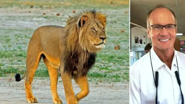 أطلق والتر بالمر، طبيب الأسنان الأمريكي، النار على الأسد، لصيده مستخدما أيضا القوس والنشاب خارج حديقة هوانغ الوطنية.