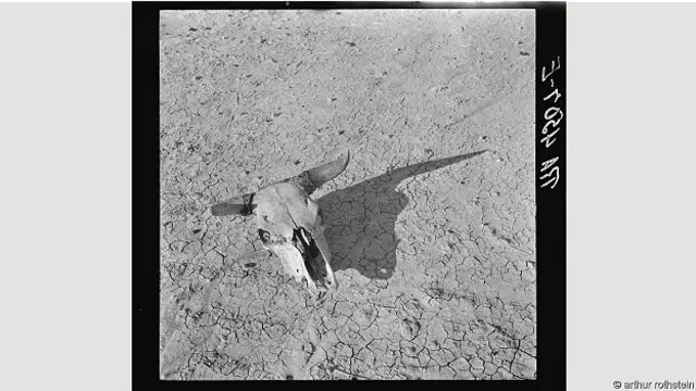 Фотография черепа животного на иссушенной зноем земле