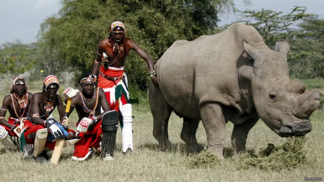 белый носорог "Судан"