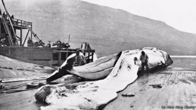 المصير الذي كانت تلقاه عادة الحيتان مقوسة الرأس بعد صيدها