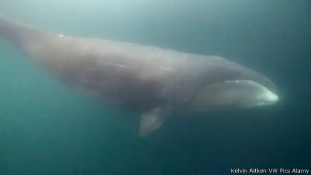 تبحث الحيتان مقوسة الرأس عن فرائس لها من نوع "مجدافيات الأرجل" تحت الماء