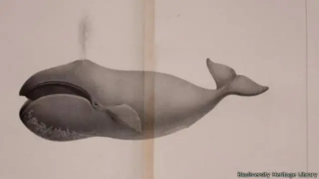 كان مؤلفو الكتب يطلقون على الحيتان مقوسة الرأس اسم الحيتان القطبية الضخمة 