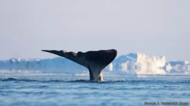 ثمة عقبات على طريق عودة أعداد الحيتان مقوسة الرأس إلى مستوياتها السابقة