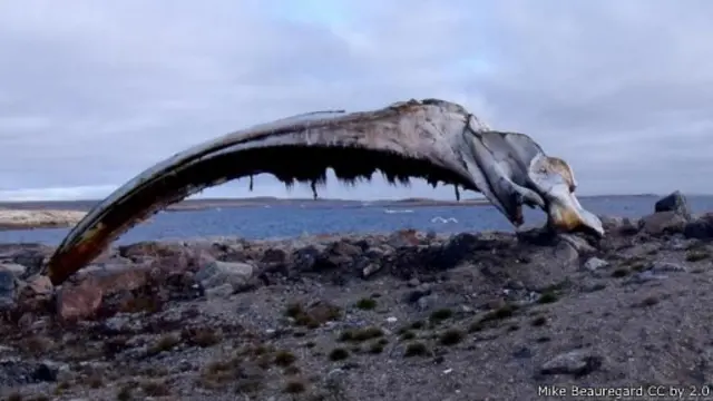 ربما توفر بقايا الحيتان النافقة أدلة ومؤشرات على ما مر بها في الماضي 