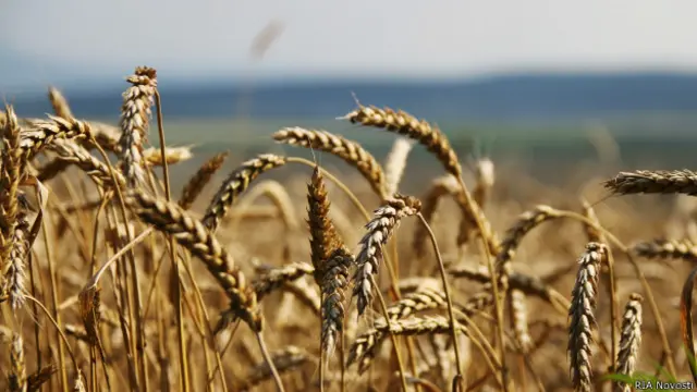 Пшеничное поле