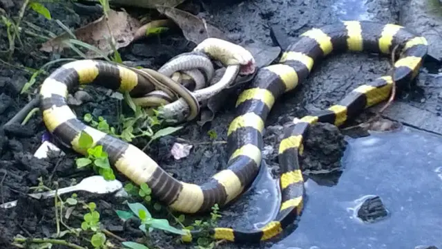  ब्यान्डेड करेतले करेत समूहमै पर्ने सिरिसे अर्थात रुख साँप, करेत समूहकै अन्य साँप, गोमन तथा धामन प्रजातिका सर्पलाई खाने गर्छ।