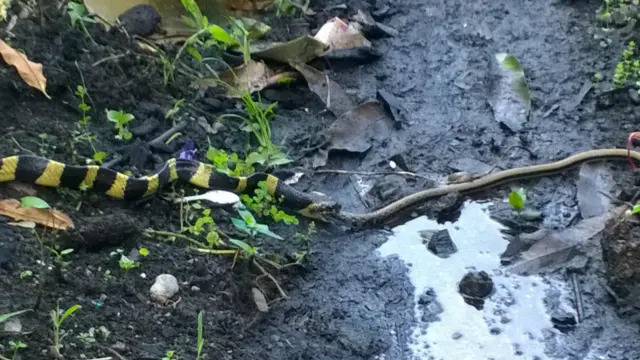  सर्प विज्ञका अनुसार ब्यान्डेड करेत खासगरी सुख्खा तथा घरको छेउछाउ बस्न रुचाउँछ।