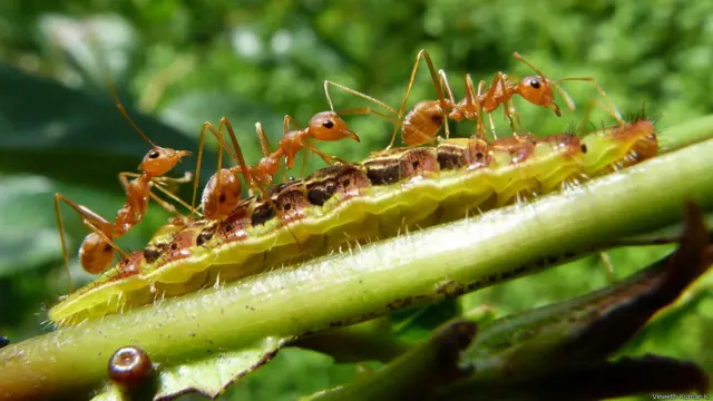 найкращі екологічні фото