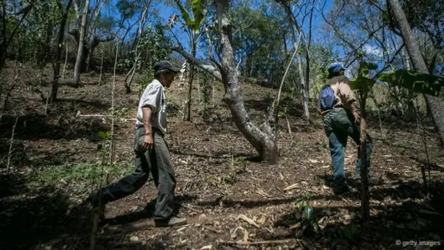 去年，咖啡锈病使得尼加拉瓜（Nicaragua）的农场遭受严重破坏。这或许是一种令人感到不祥的征兆，预示着后续将要发生的事情（图片来源：Getty Images）