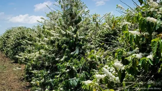 全年的咖啡收成可能取决于花期这几天，期间咖啡树易受极端天气的影响破坏（图片来源：Science Photo Library）