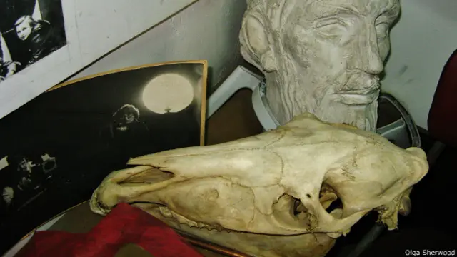 Череп лошади