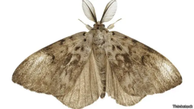 در مجموع تا بحال ۱۳۸ خانواده پروانه شناخته شده است