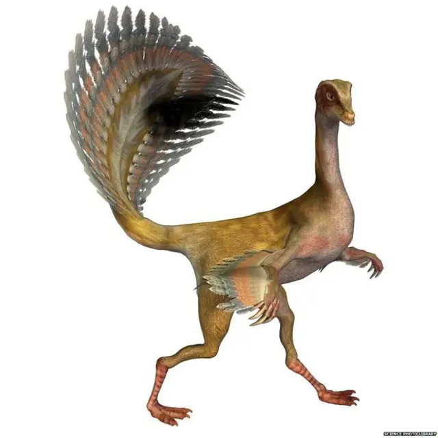 Каудіптерикс