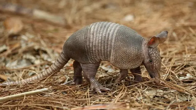 ارمادیلو وسطی اور جنوبی امریکہ کا ایک دودھ پلانے والا جانور ہے جس کی کھال سخت اور استخوانی خول سے ڈھکی ہوتی ہے