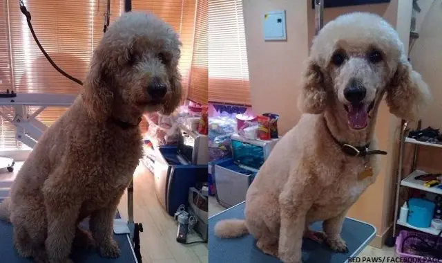 دارالحکومت دہلی میں پالتو جانوروں کی بہتر دیکھ بھال کے لیے پارلرز سامنے آئے ہیں