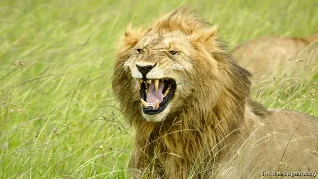 León haciendo una mueca