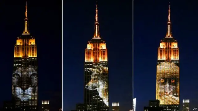 إمباير ستيت عرضت صورا لحيوانات على واجهتها للفت الانتباه إلى الحيوانات المهدة بالانقراض في العالم