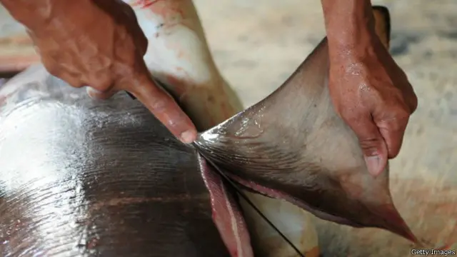 Di sejumlah daerah di Indonesia, para nelayan menangkap hiu dan mengambil siripnya karena permintaan besar. Foto ini diambil di Banyuwangi, Jawa Timur. 