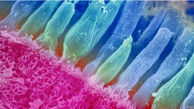 Колбочки отвечают за цветовосприятие, а палочки помогают нам видеть оттенки серого цвета при низком освещении 