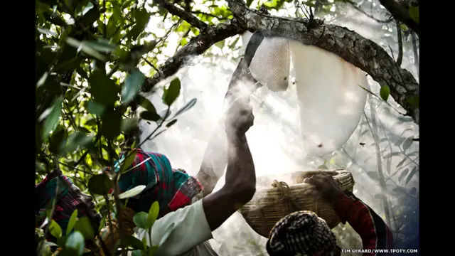 آسٹریلوی فوٹوگرافر جیرڈ بارکر نے بنگلہ دیش میں جنگلی شہد نکالنے کے مناظر کو اپنے کیمرے میں محفوظ کر لیا۔