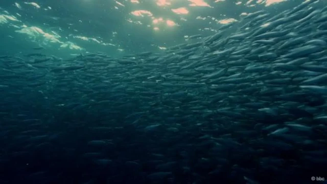 冬天，超過10億條鯡魚在挪威沿海聚集，等待第二年春季產卵。（圖片來源：BBC）
