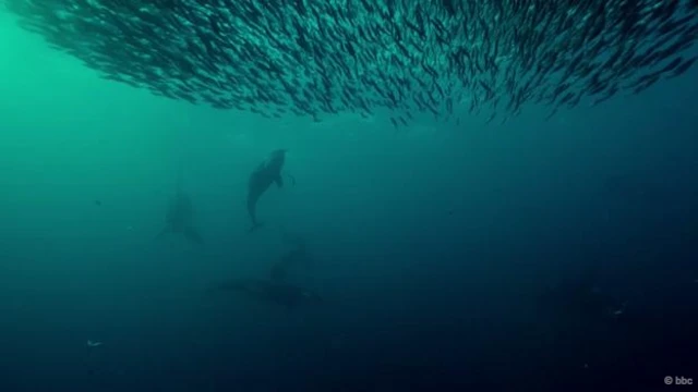 虎鯨向上緊追鯡魚群，鯡魚群聚成一個緊致的「球形」（圖片來源：BBC）