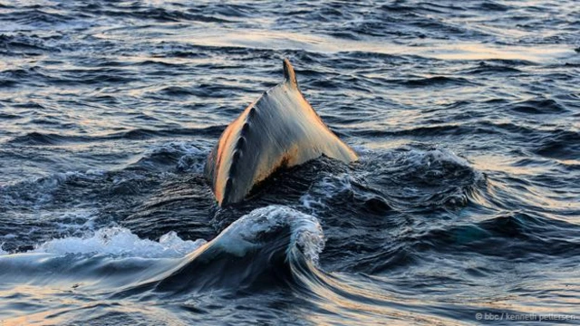 在過去的五年中，人們發現座頭鯨跟蹤虎鯨，搶奪鯡魚群（圖片來源： BBC / Kenneth Pettersen）