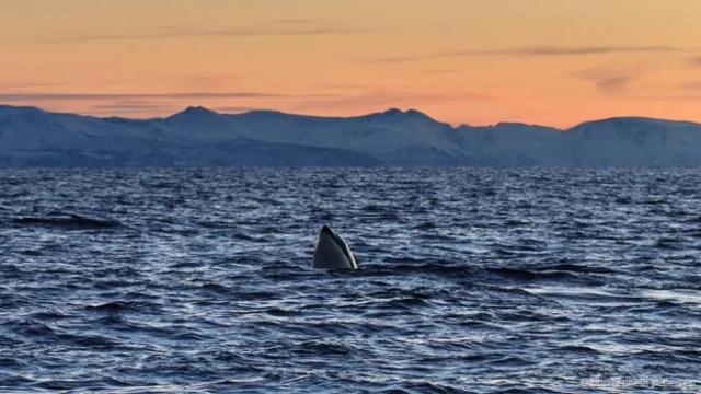 虎鯨、座頭鯨和長鬚鯨必須趕在二月底鯡魚往南遷徙之前捕食這些等待春天產卵的鯡魚。（圖片來源：BBC/Kenneth Pettersen）