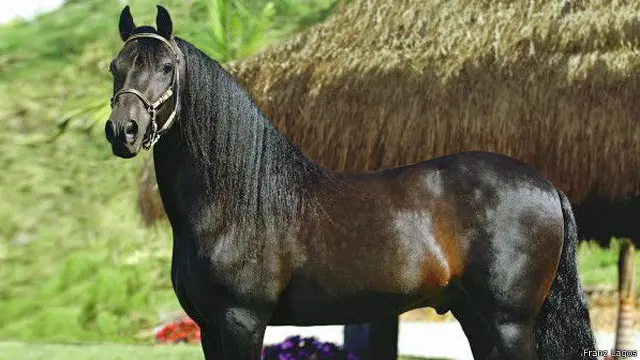 گھوڑوں میں ایک دوسرے کے جذبات کو سمجھنے کی ایک فطری صلاحیت ہوتی ہے