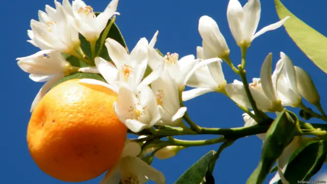 Эмануиль Каплинский, Канада