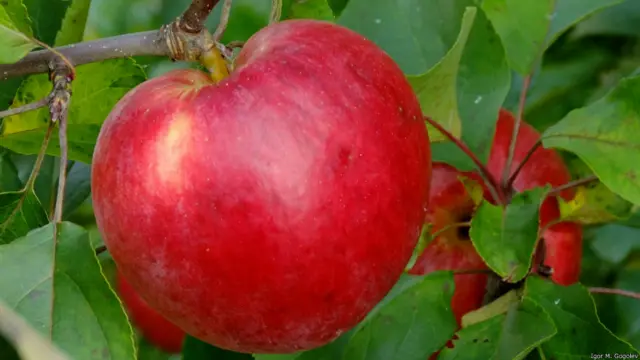  Игорь Гоголев