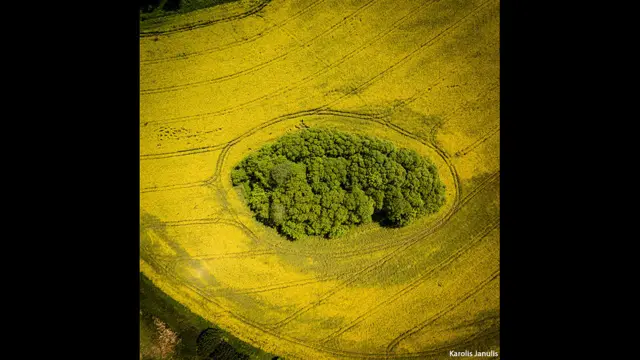 Каролис Янулис