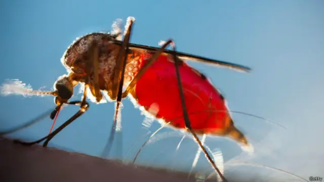 دنیا بھر میں ملیریا سے ہونے والی اموات میں 60 فیصد کمی آئی ہے