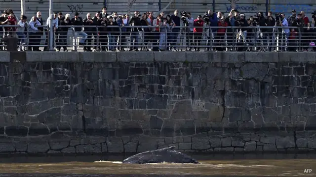 ballena en puerto madero, argentina