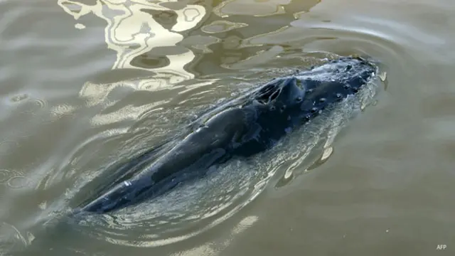 ballena en puerto madero, argentina