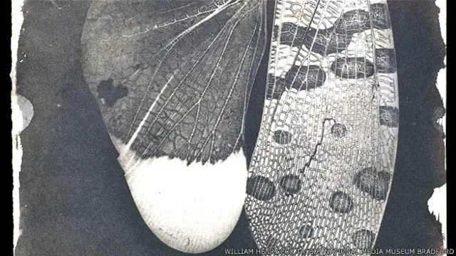 Alas de insectos, una imagen tomada por William Henry Fox Talbot alrededor de 1940.
