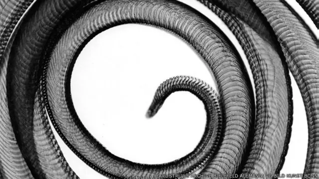 "Probóscide del lepidóptero esfinge colibrí", captado por Carl Struwe en 1928. 