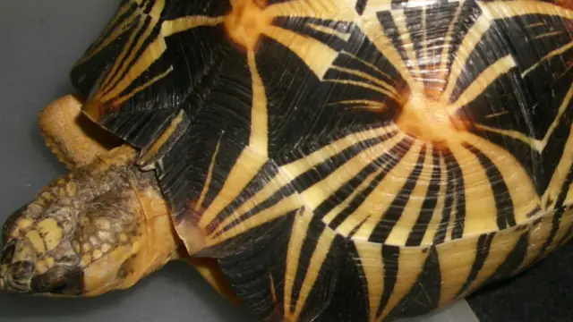 马达加斯加陆龟