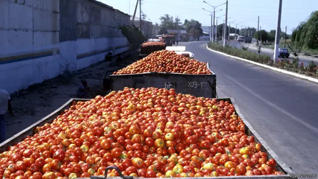 Томаты, помидоры