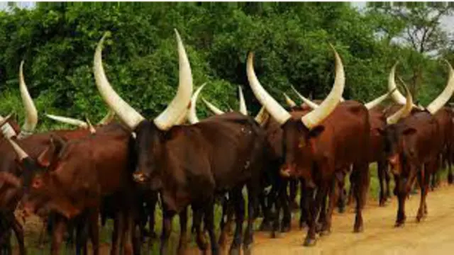 Ngombe hutumiwa sana kulipa mahari Uganda
