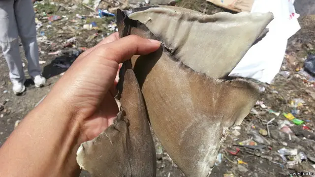 Sekitar 100 juta hiu dibunuh oleh manusia setiap tahunnya dan kebanyakan hanya untuk diambil siripnya, demikian sejumlah laporan menyebutkan. 