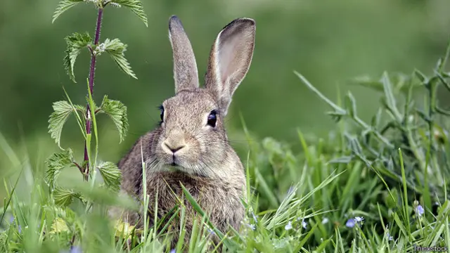 Европейский кролик