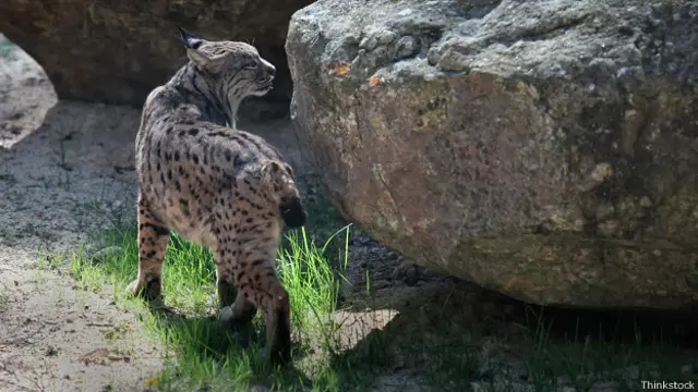 Ибейрийской рыси грозит вымирание